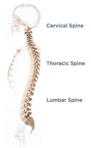 facts-about-spine
