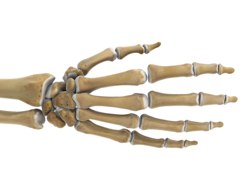 hand_dorsal10